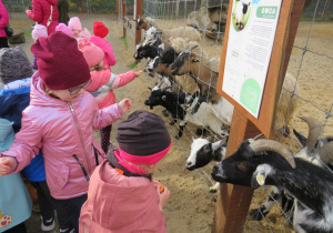Przedszkolaki karmią kozy