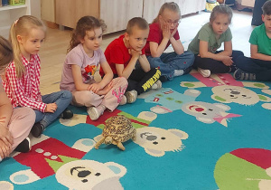 Słoneczka obserwują spacer żółwia