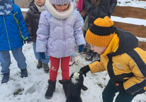 Biedronki karmią kozy