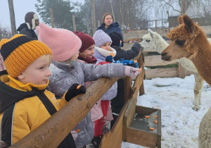 Biedronki karmią lamy