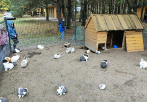 Dzieci przy wybiegu dla królików